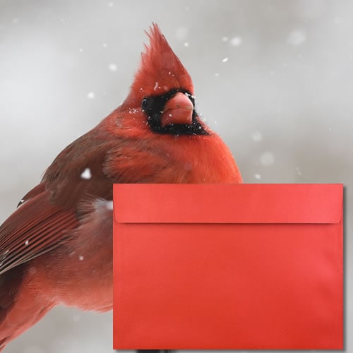 Pearlescent Cardinal Red