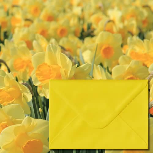 Daffodil Yellow Envelopes