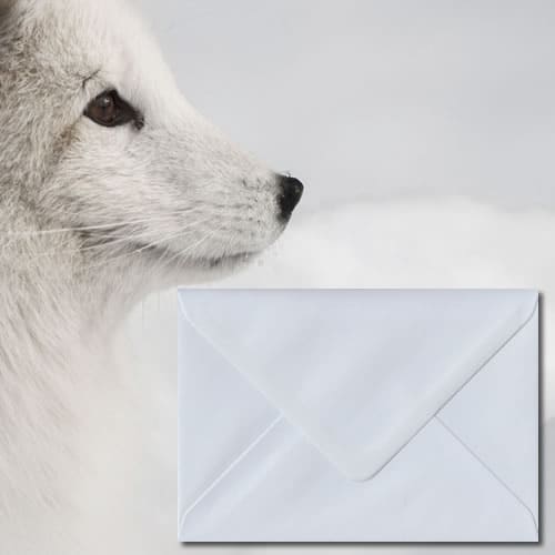 White Envelopes